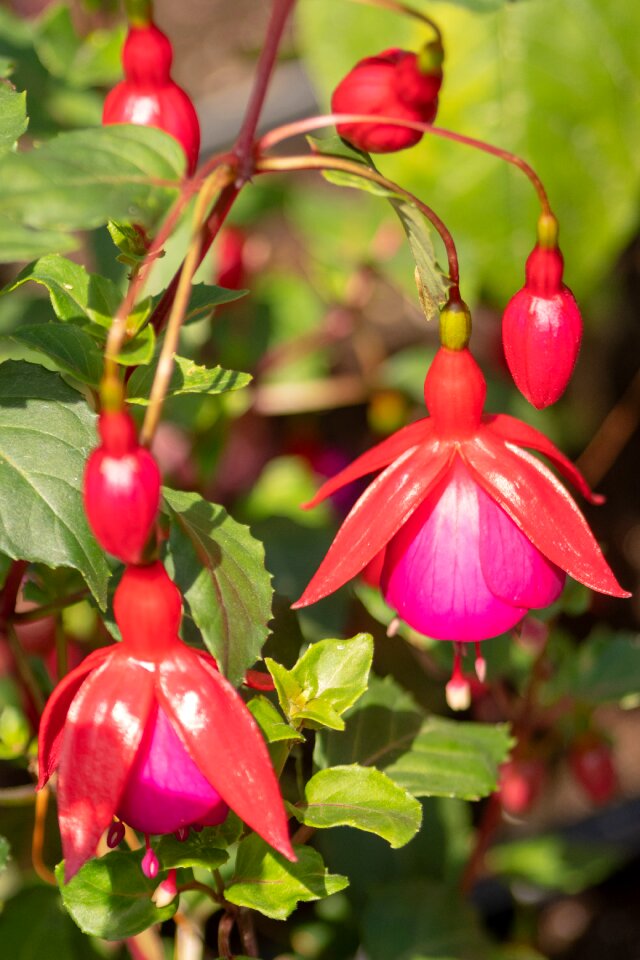 Bloom spring red