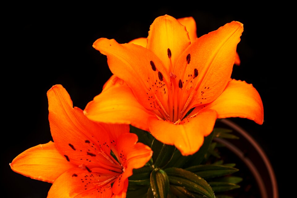 Lily nature orange