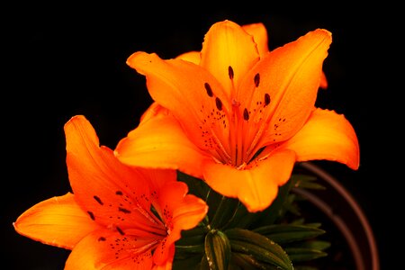 Lily nature orange photo