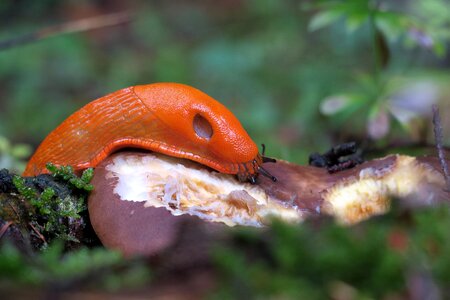 Mushroom eat snail photo