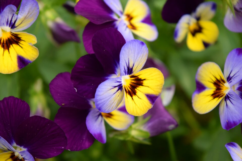 Flower nature plant