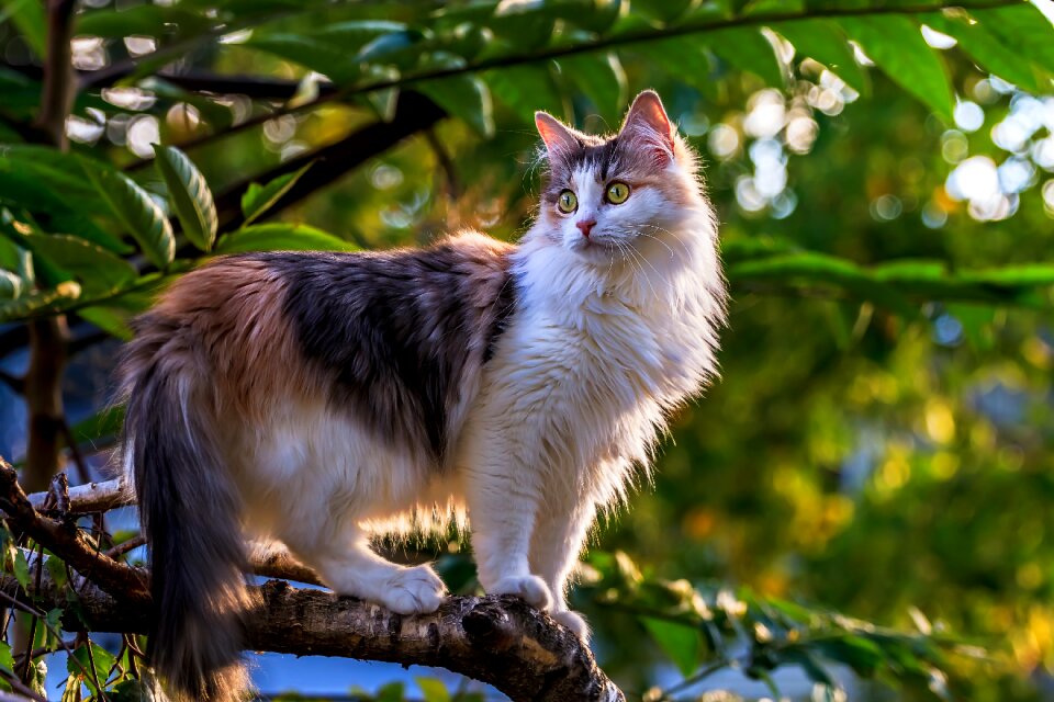 Animals tree nature