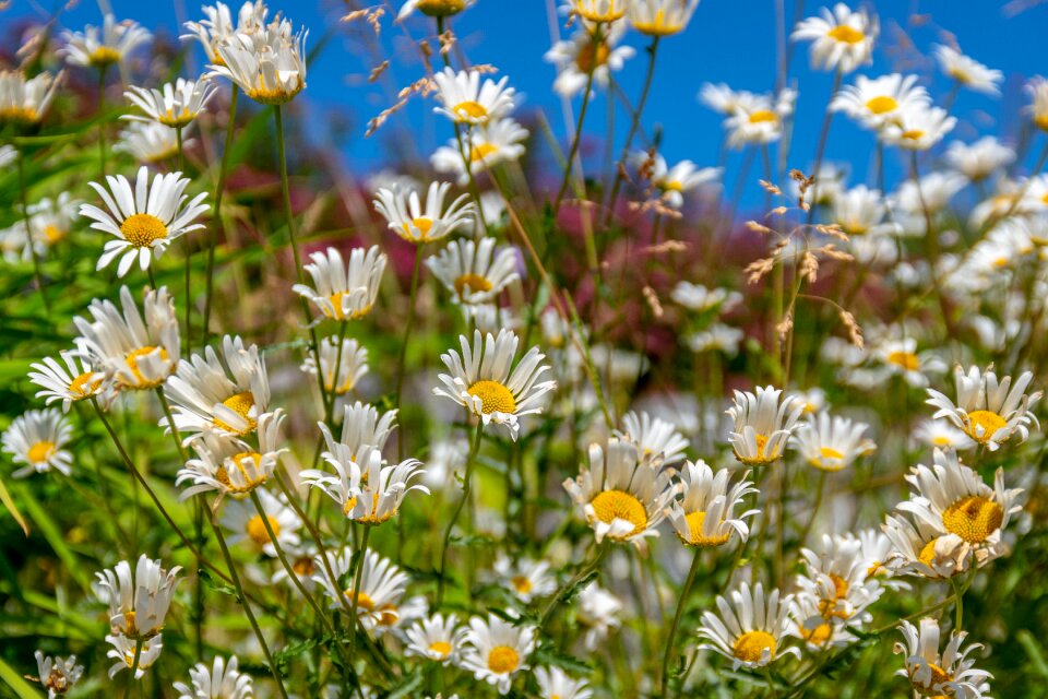 Outdoors daisy sky