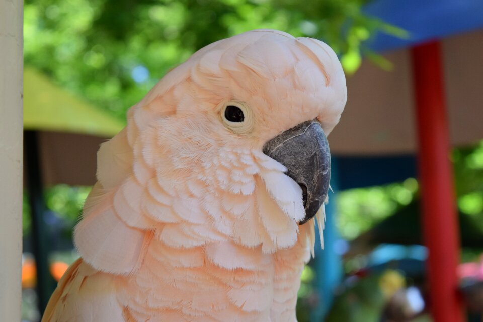 Animal outdoor park