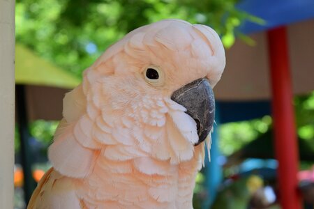 Animal outdoor park