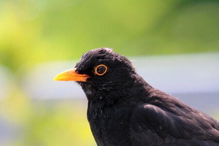 Nature animal birds