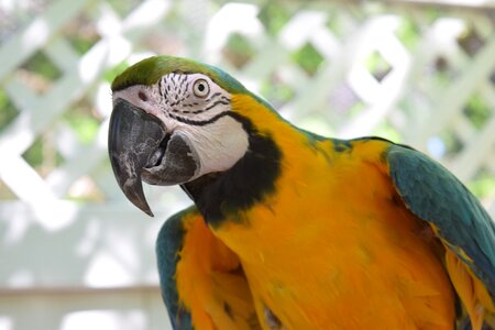 Animal outdoor park