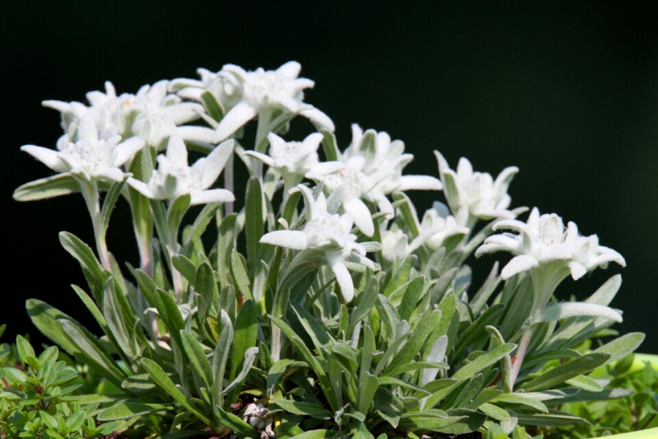 Nature white plant