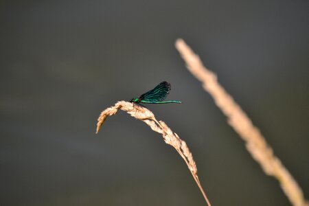 Nature summer predatory insect
