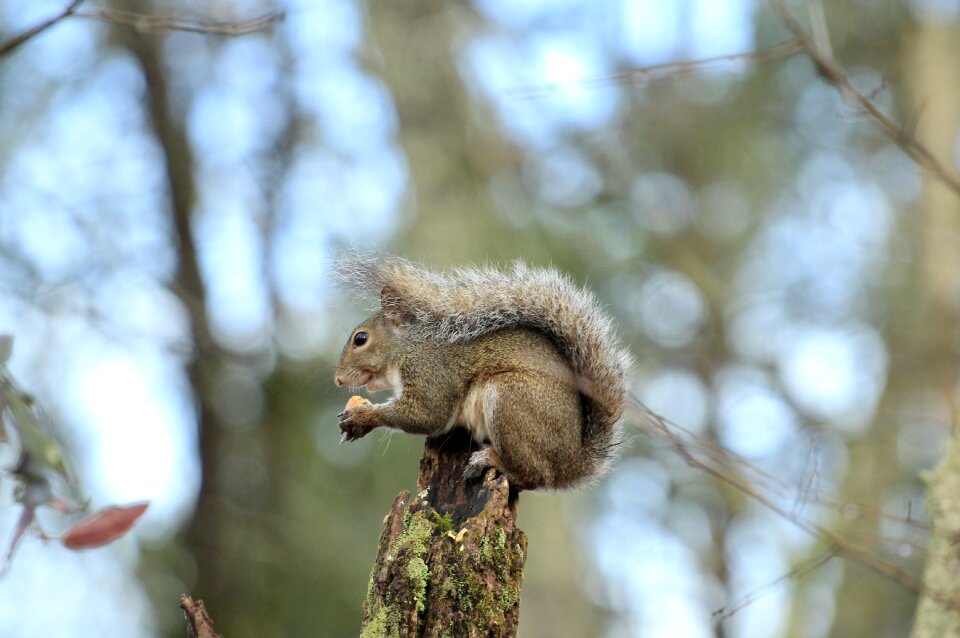 Wildlife rodent nut