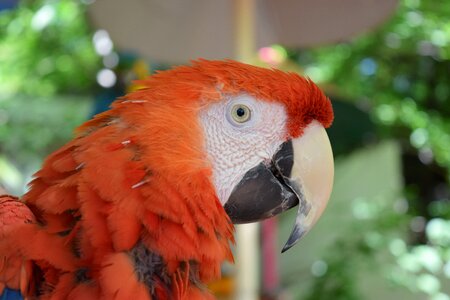 Red bird animal photo