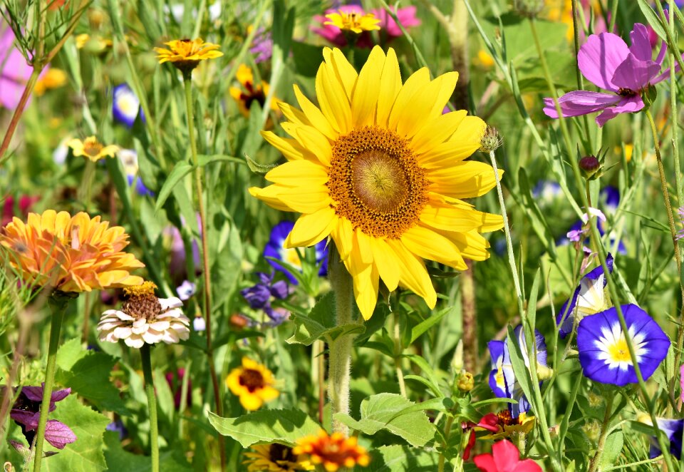 Flower meadow petals bloom