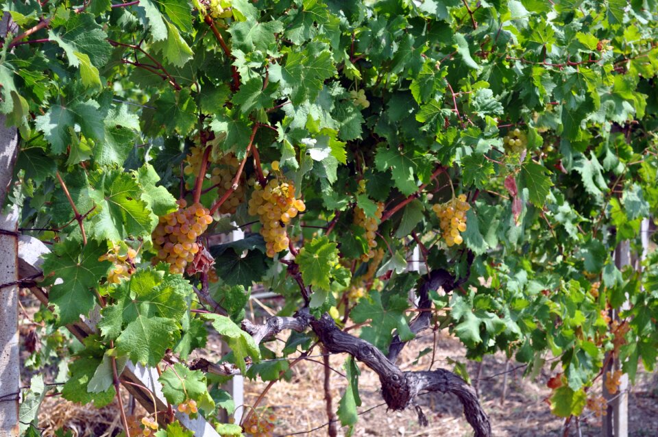 Screw nature viticulture