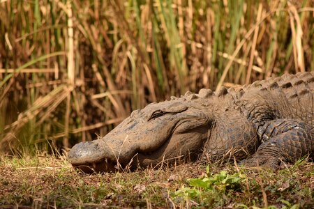 Grass weeds reptile
