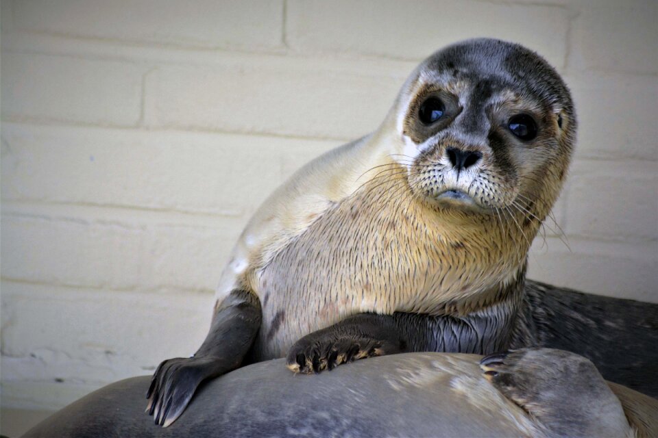 Baby seal sanctuary animal welfare