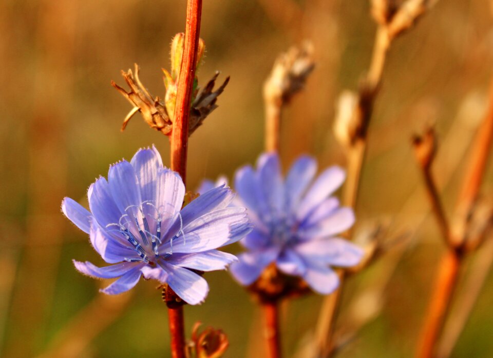 Bloom plant violet