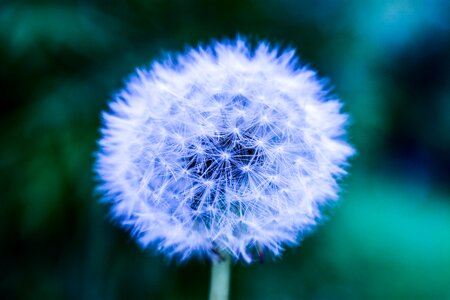 Dandelion approach Free photos