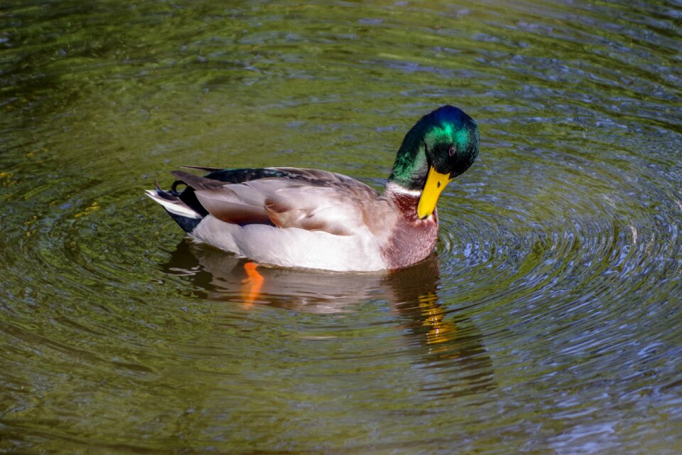 Mallard waterfowl cam
