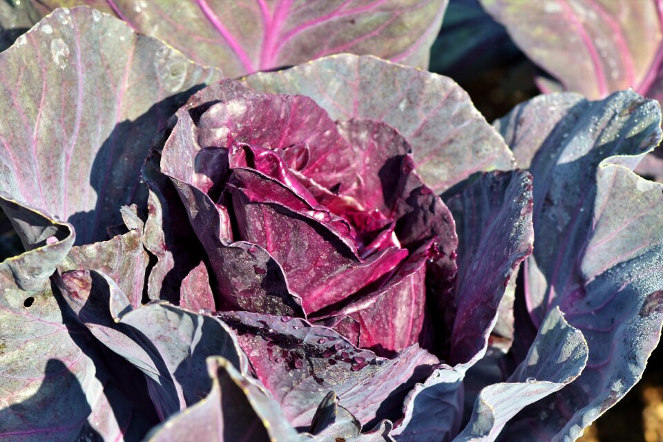Vegetables healthy agriculture