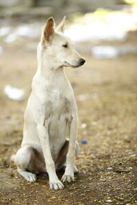 White street dog brown street
