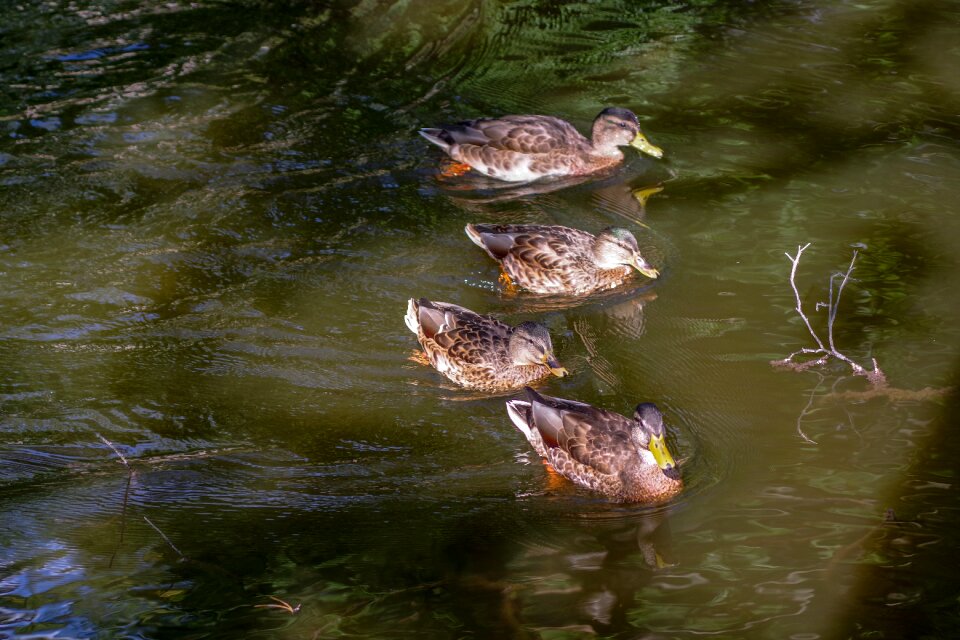 Mallard waterfowl swim