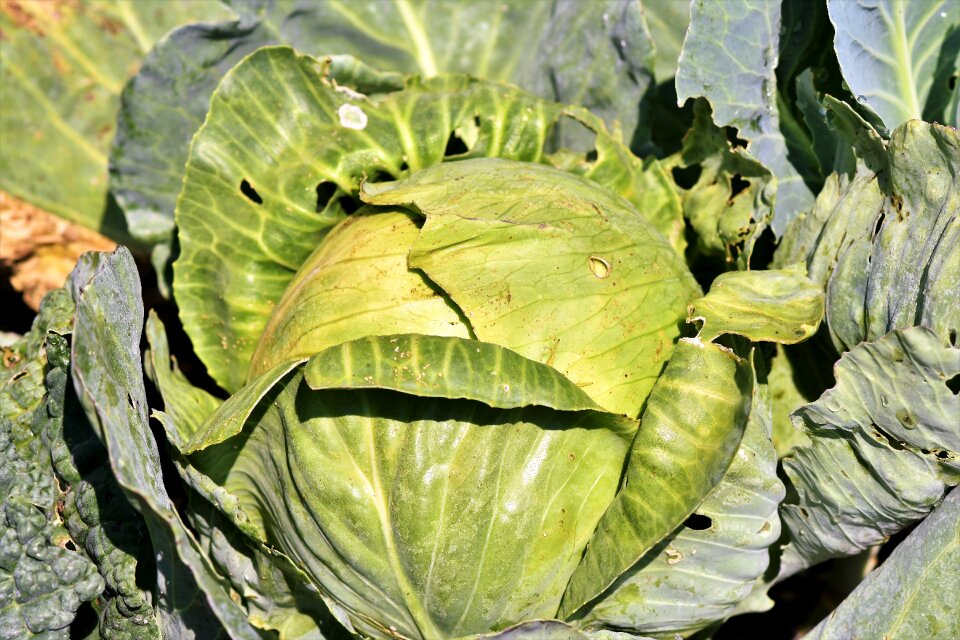 Vegetables herb leaves