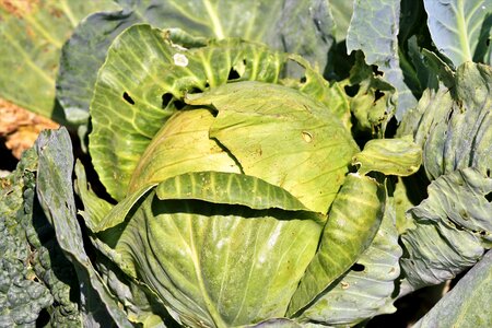 Vegetables herb leaves photo