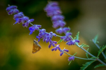 Nature insect outdoors