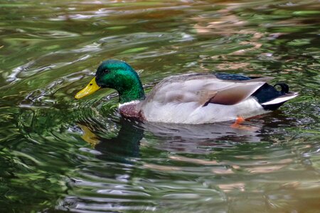 Waterfowl water pond