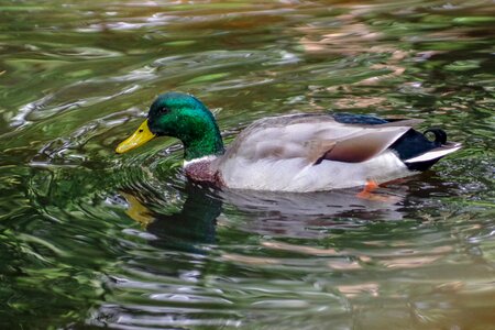 Waterfowl water pond photo