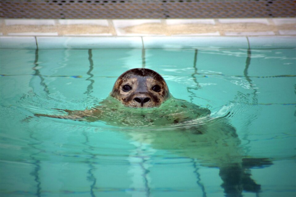 Baby seal sanctuary animal welfare
