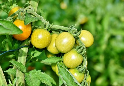 Bush tomatoes tomatenrispe panicle