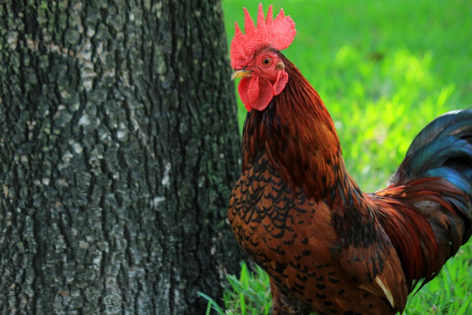 Ave chickens animal