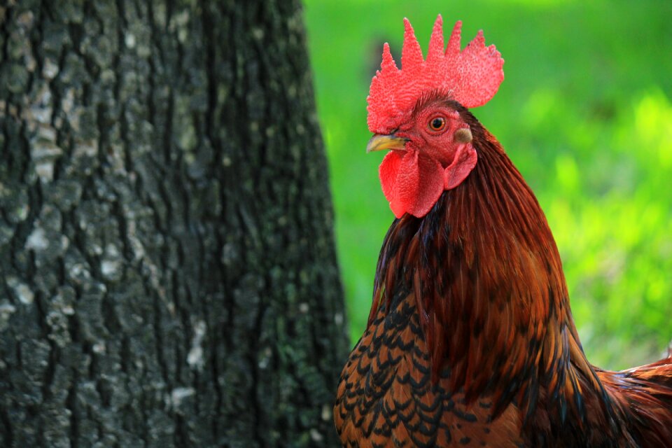 Ave chickens animal