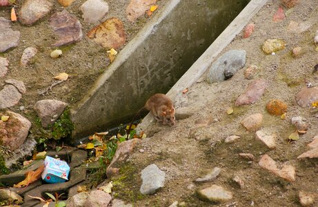 Rodent channel beach