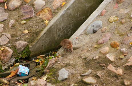 Rodent channel beach photo