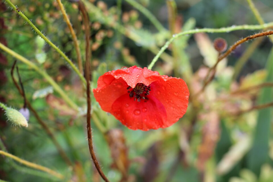 Macro nature garden