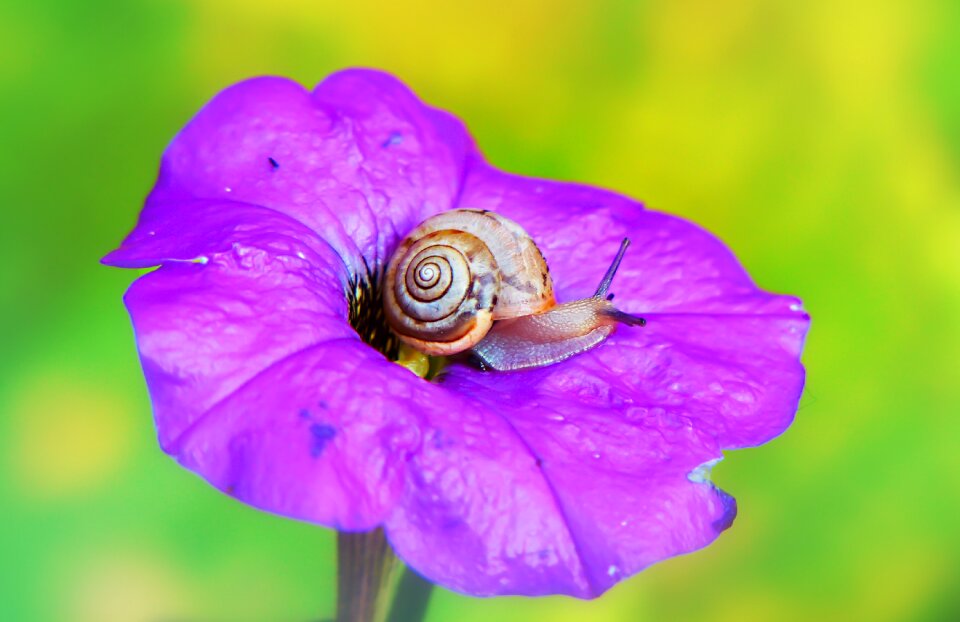 Violet garden animals