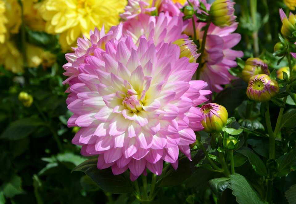 Pink flower button dahlia massif