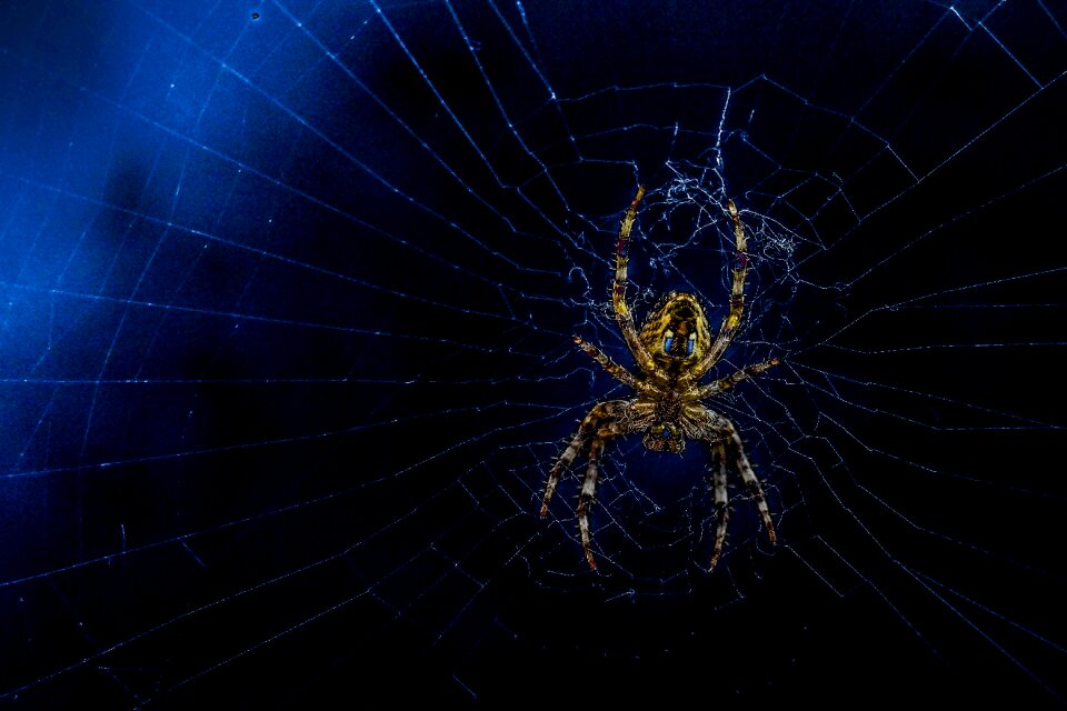Hairy repairing web black web