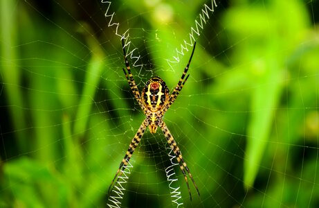 Web insect animal photo