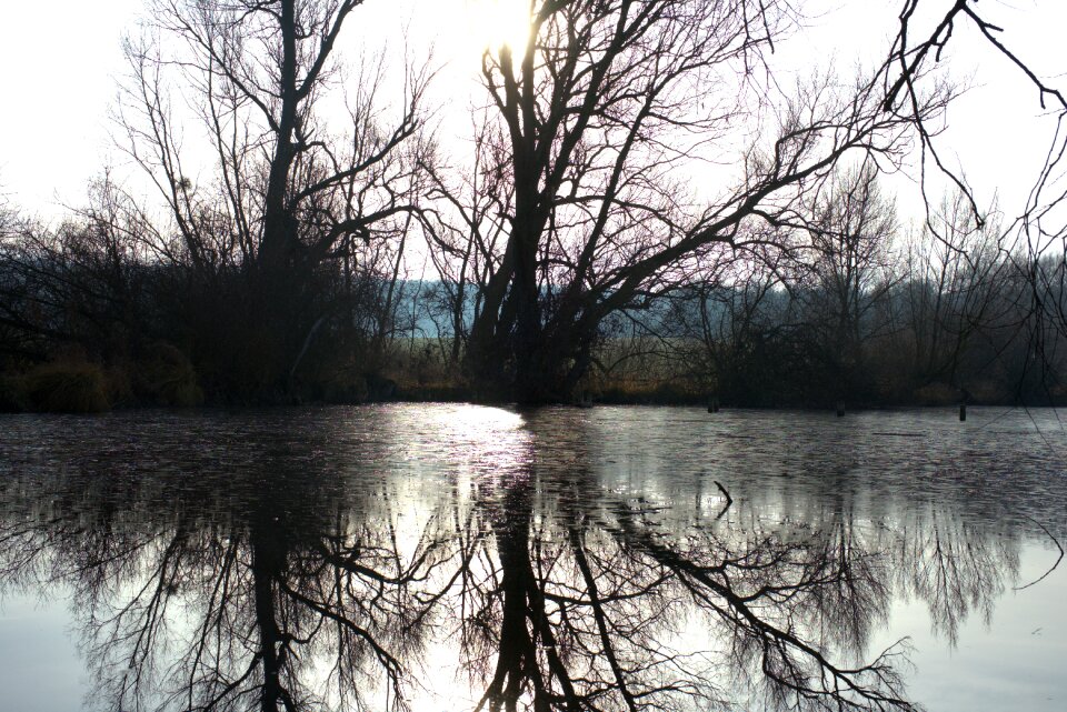 Pond tree water