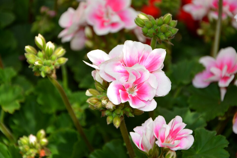 Rose geranium geranium nature