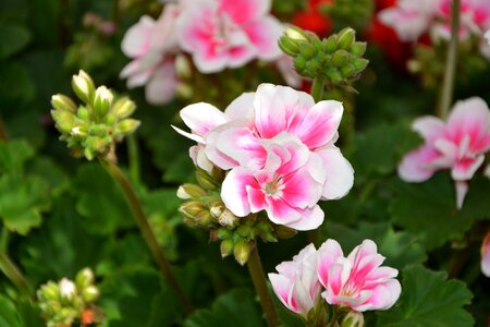 Rose geranium geranium nature