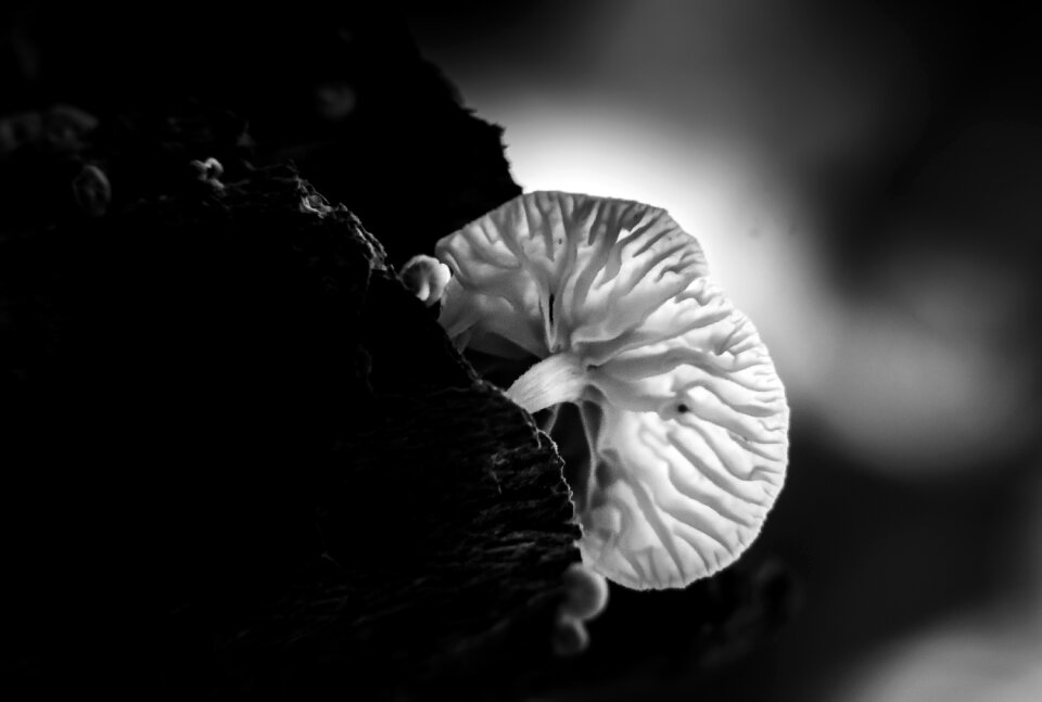 Mushroom forest black and white