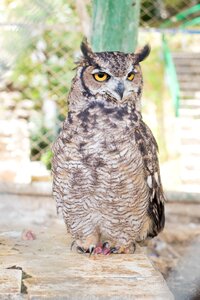 Animals birds eyes