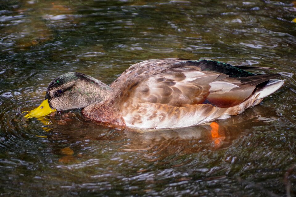 The birds water pond