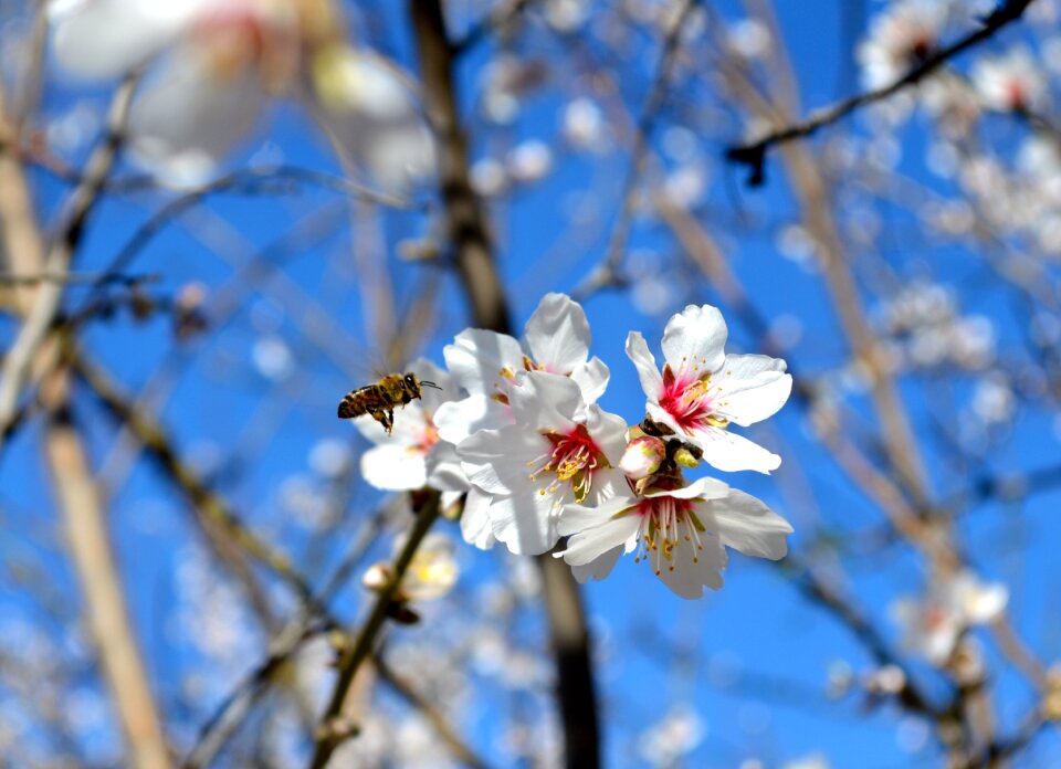 Bee blue sky spring