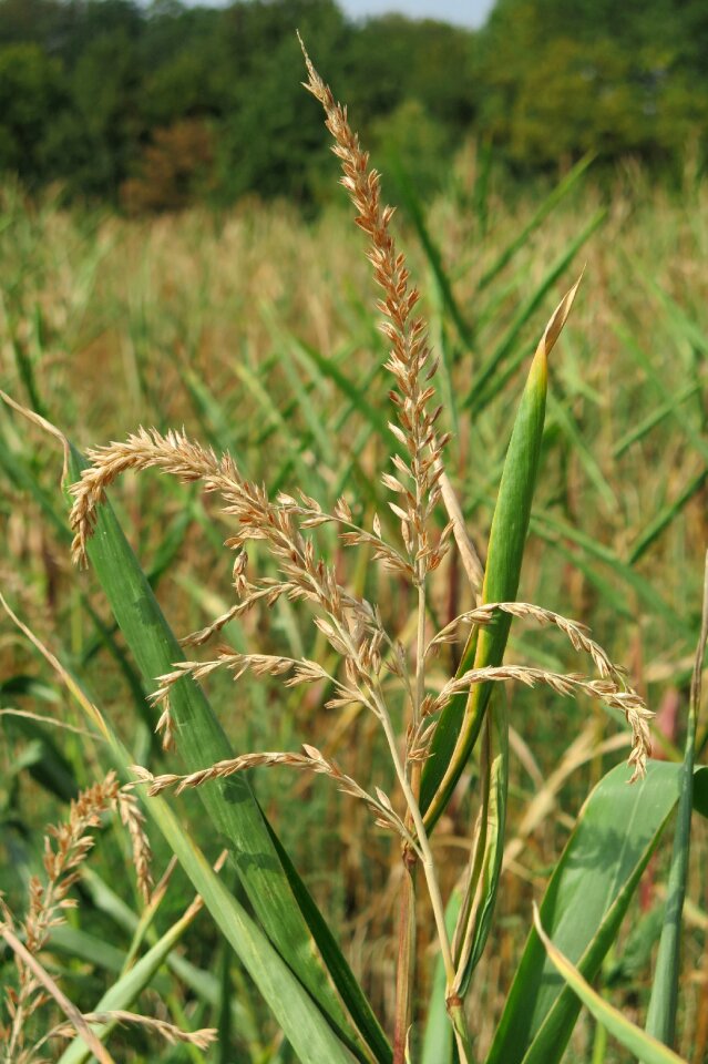 Agriculture food plant