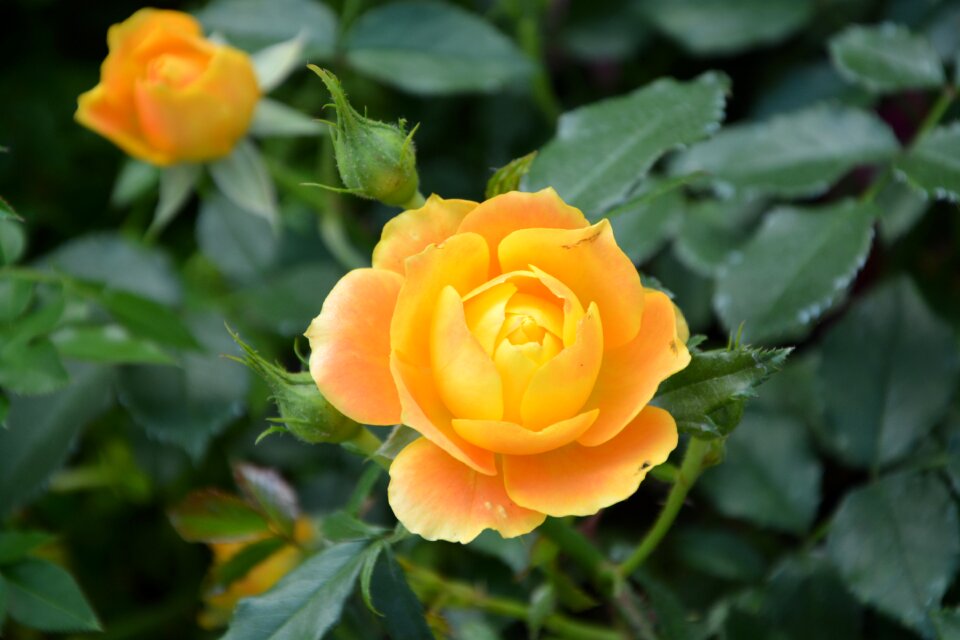 Bud pink orange color